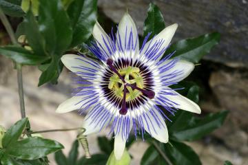 PerfectDoc Passionsblume